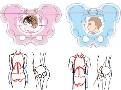 骨盤顔の比較